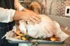 chicken whole