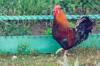 chicken whole