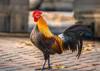 chicken whole