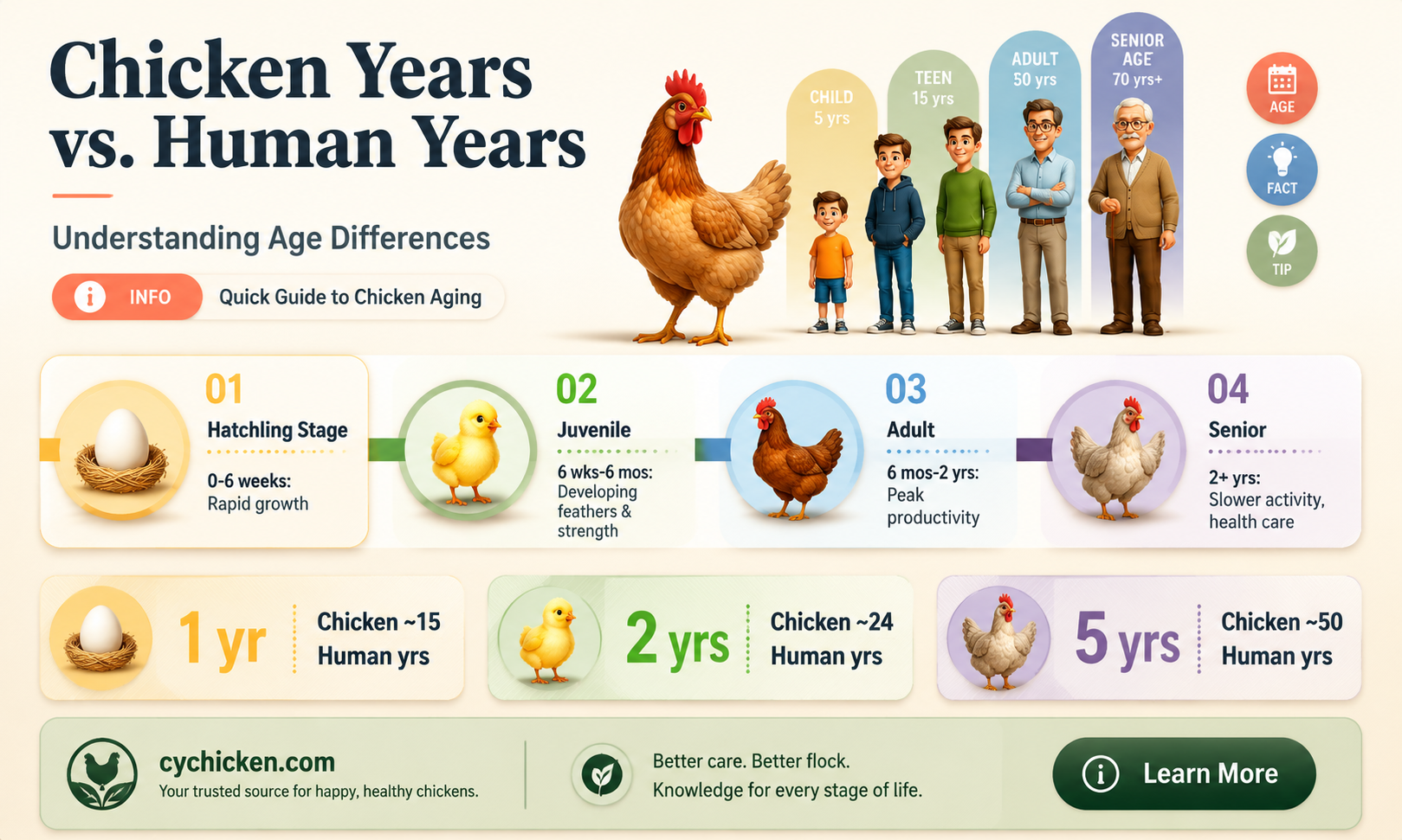 are chicken years the same as human years