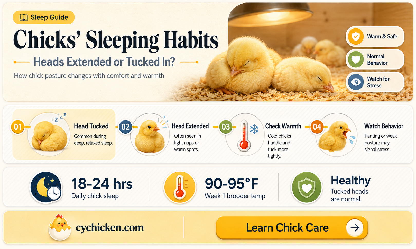 are chicks supposed to sleep with their heqd extended