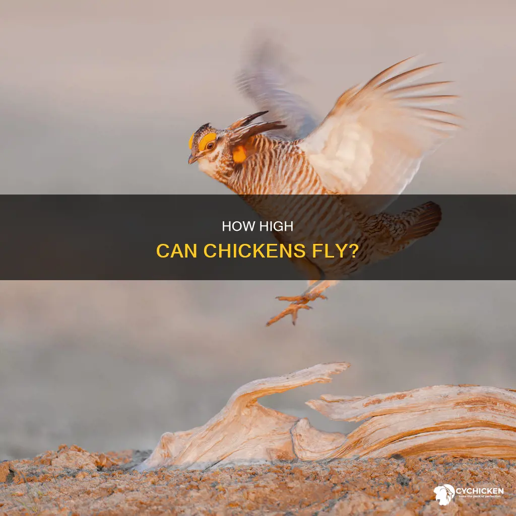 could a chicken really fly if it wanted to