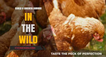 Can Domestic Chickens Thrive in the Wild? Exploring Survival Possibilities