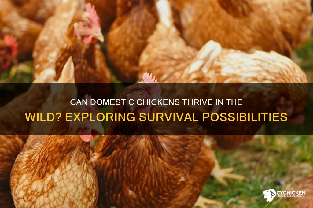 could a chicken survive in the wild