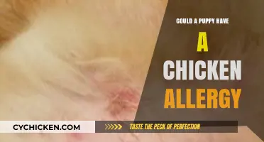 Can Puppies Be Allergic to Chicken? Symptoms and Solutions