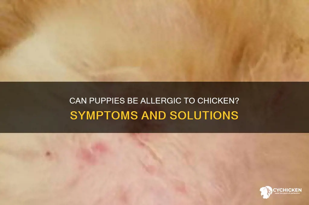 could a puppy have a chicken allergy