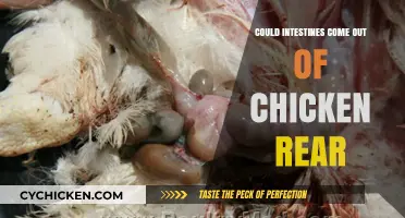 Can Chicken Intestines Protrude from the Rear? Facts Explained