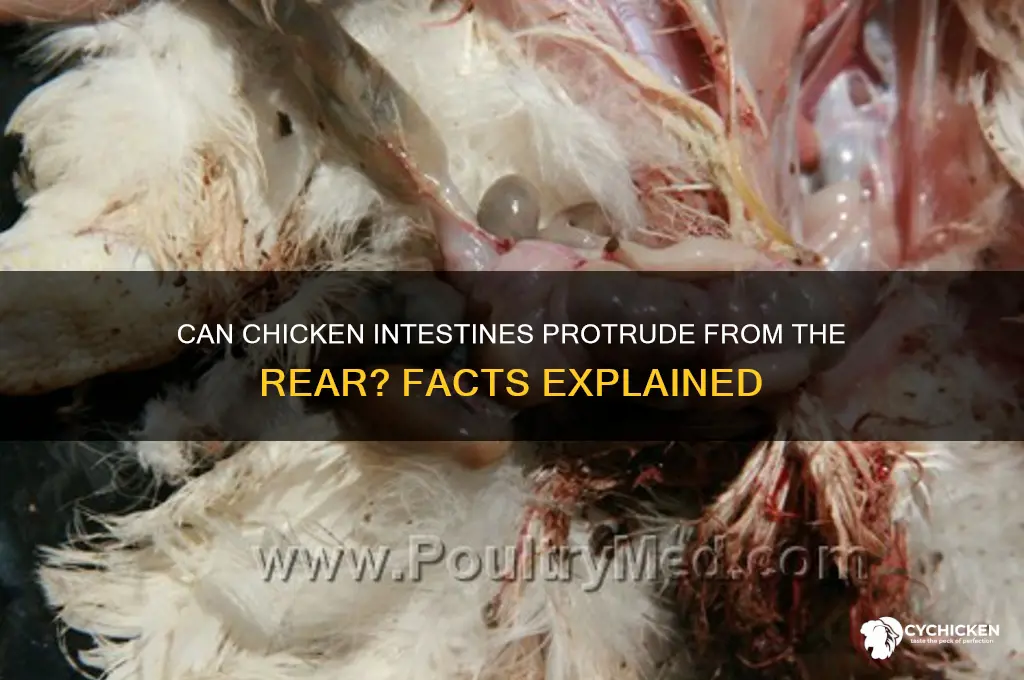 could intestines come out of chicken rear