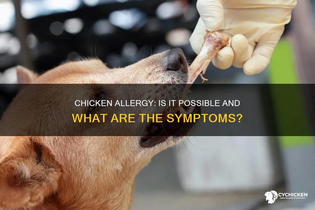 could it be posibld to be allergic to chicken