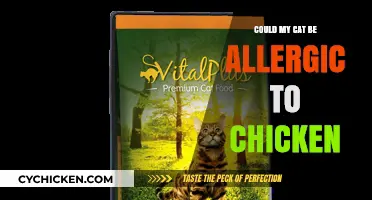 Is Chicken Causing Your Cat's Allergies? Signs and Solutions