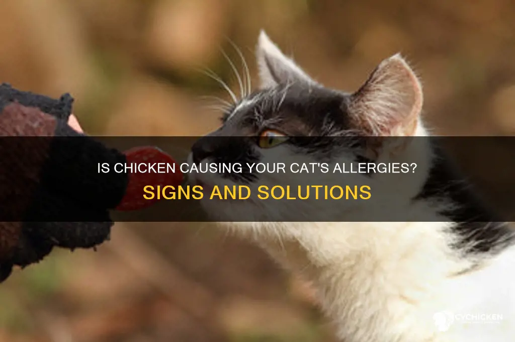 could my cat be allergic to chicken