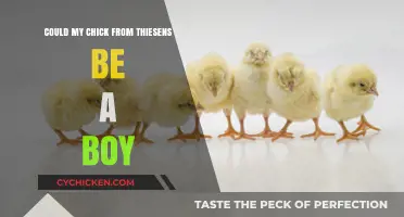 Could My Thiesens Chick Be Male? Identifying Gender in Young Poultry