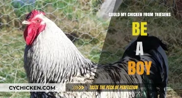 Is My Thiesens Chicken a Rooster? Identifying Gender in Poultry