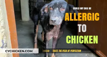Could Your Dog Be Allergic to Chicken? Signs and Solutions