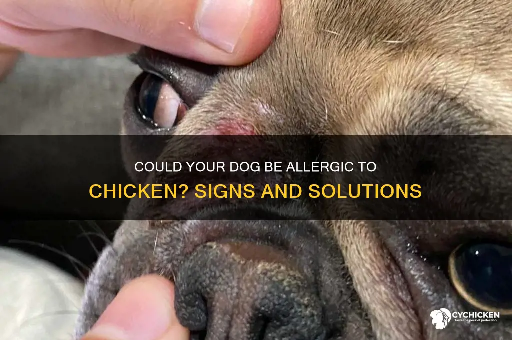 could my dog be allergic to chicken