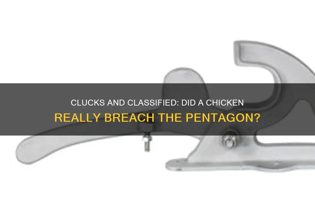 did a chicken break into the pentagon