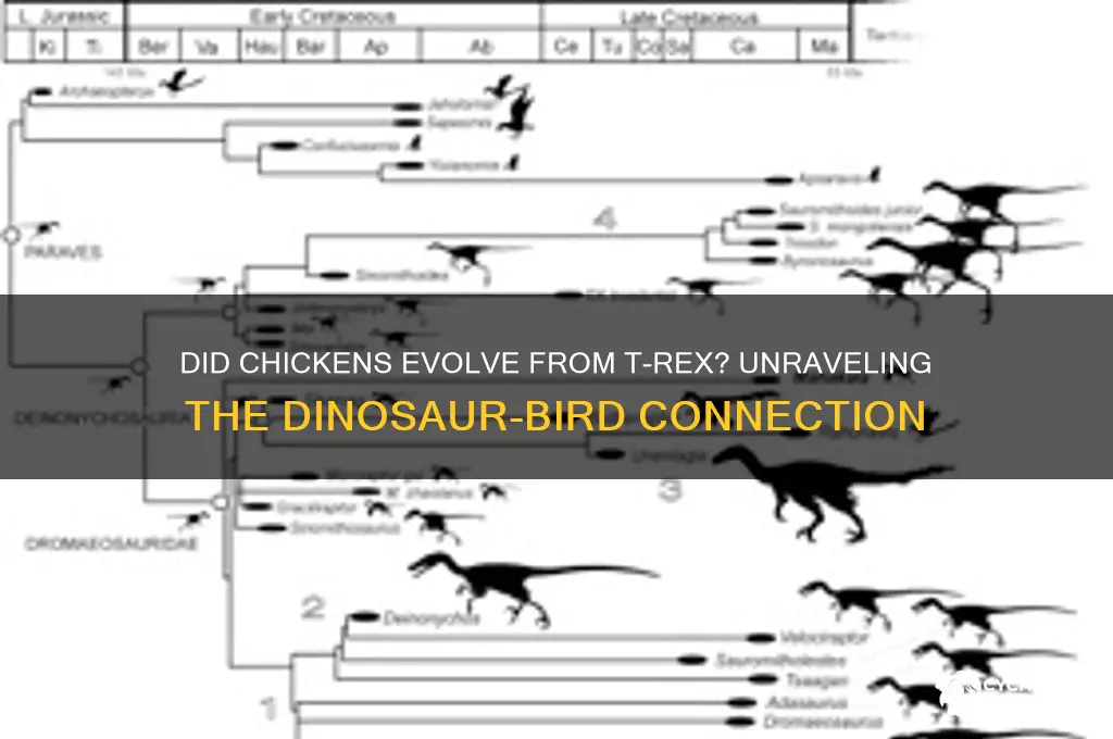 did a chicken come from a t rex