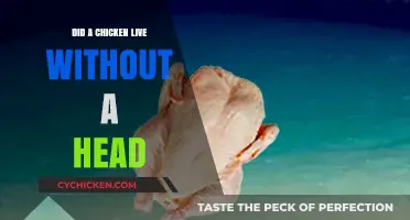 The Headless Chicken Miracle: Unbelievable Survival Story Explained