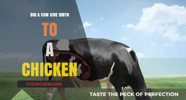 Can Cows Lay Eggs? Debunking the Myth of a Cow Birthing a Chicken