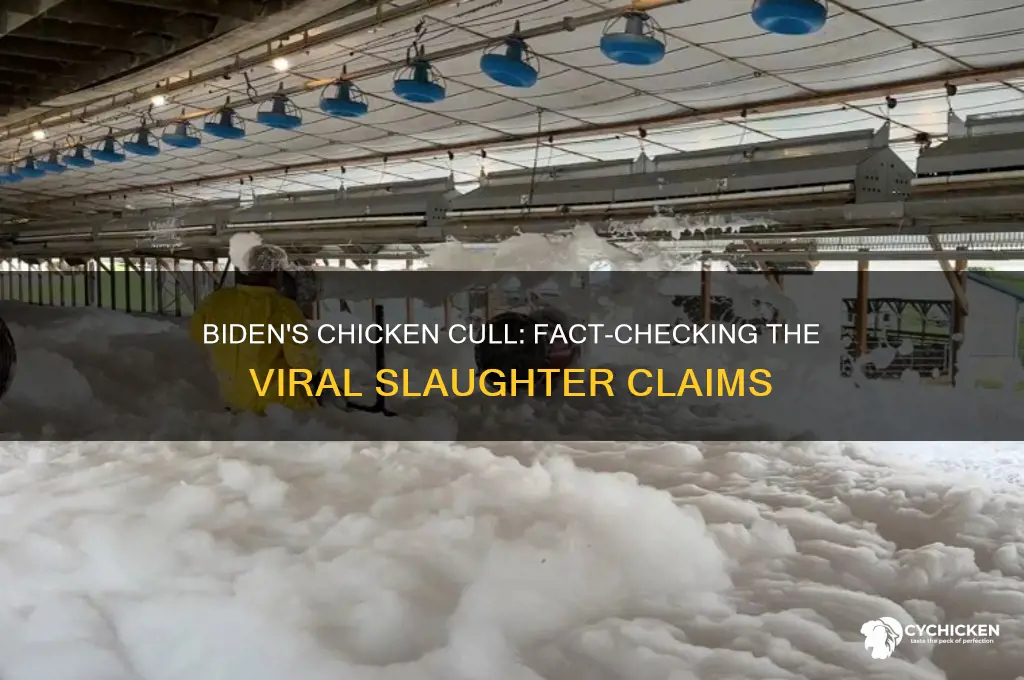 did biden order chicken to be killed