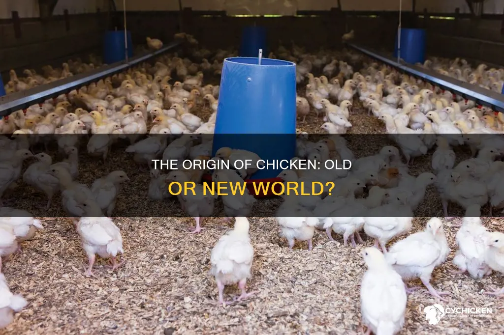 did chicken come from the new or old world