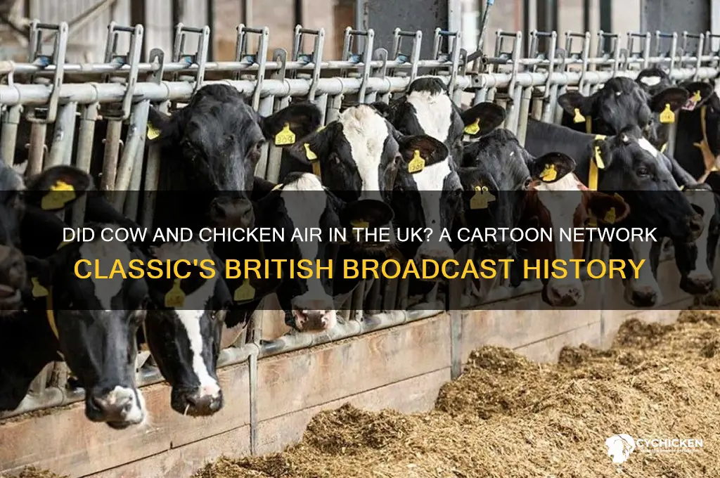 did cow and chicken air in the uk