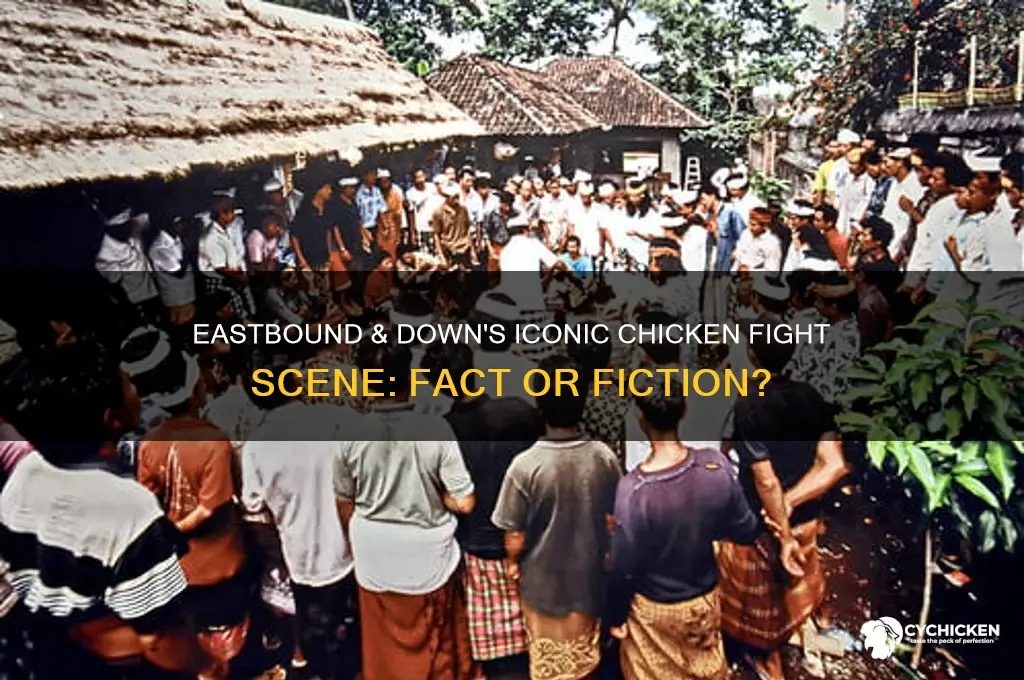 did eastbound and down actually chicken fight