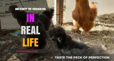 The Truth About Fluffy the Chicken's Real-Life Fate