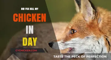 Did a Fox Kill My Chicken in Broad Daylight?