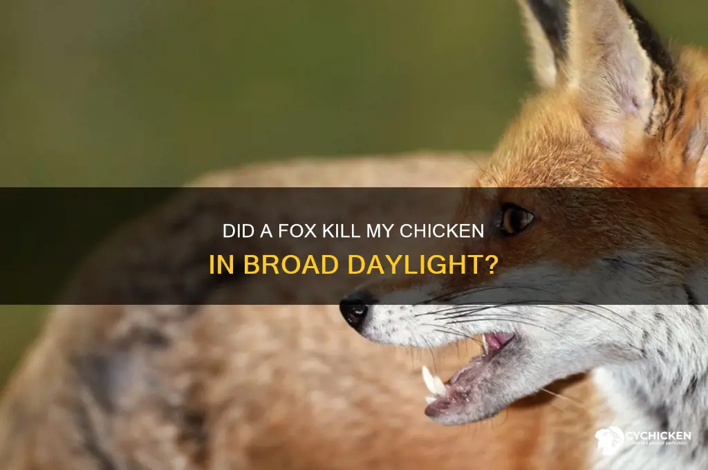 did fox kill my chicken in day