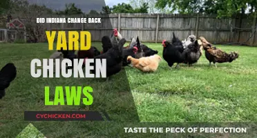 Indiana's Backyard Chicken Laws: Updates and Changes You Need to Know