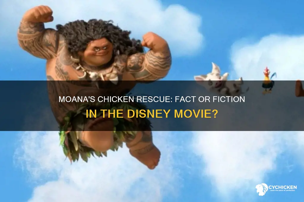 did moana save a chicken in the movie
