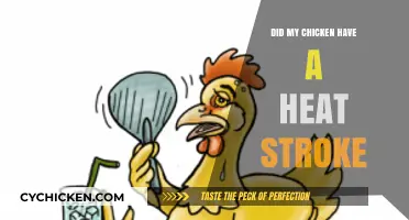 Did My Chicken Suffer a Heat Stroke? Signs and Prevention Tips