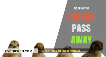 Heartbreaking Update: Did One of the Chicks Pass Away?