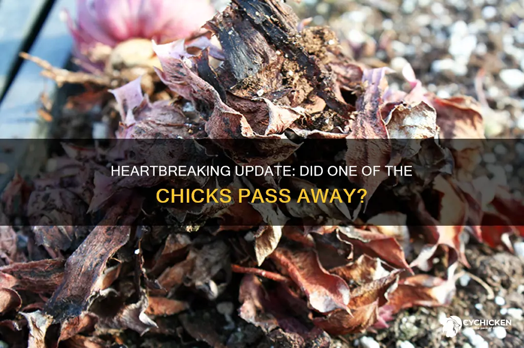 did one of the chicks pass away
