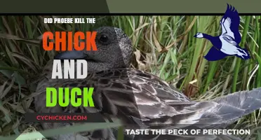 Phoebe's Pet Mystery: Chick and Duck's Fate Explored