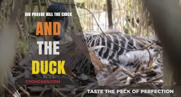Phoebe's Pet Mystery: Chick and Duck's Fate Explored