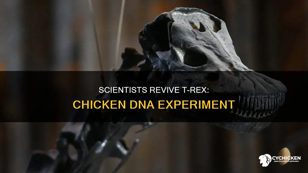 did scientist recreate a t rex embryo with chicken dna
