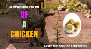 Scientists Successfully Reverse Chicken Beak Evolution in Groundbreaking Study