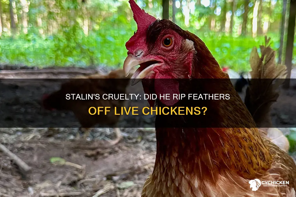 did stalin rip feathers off live chicken