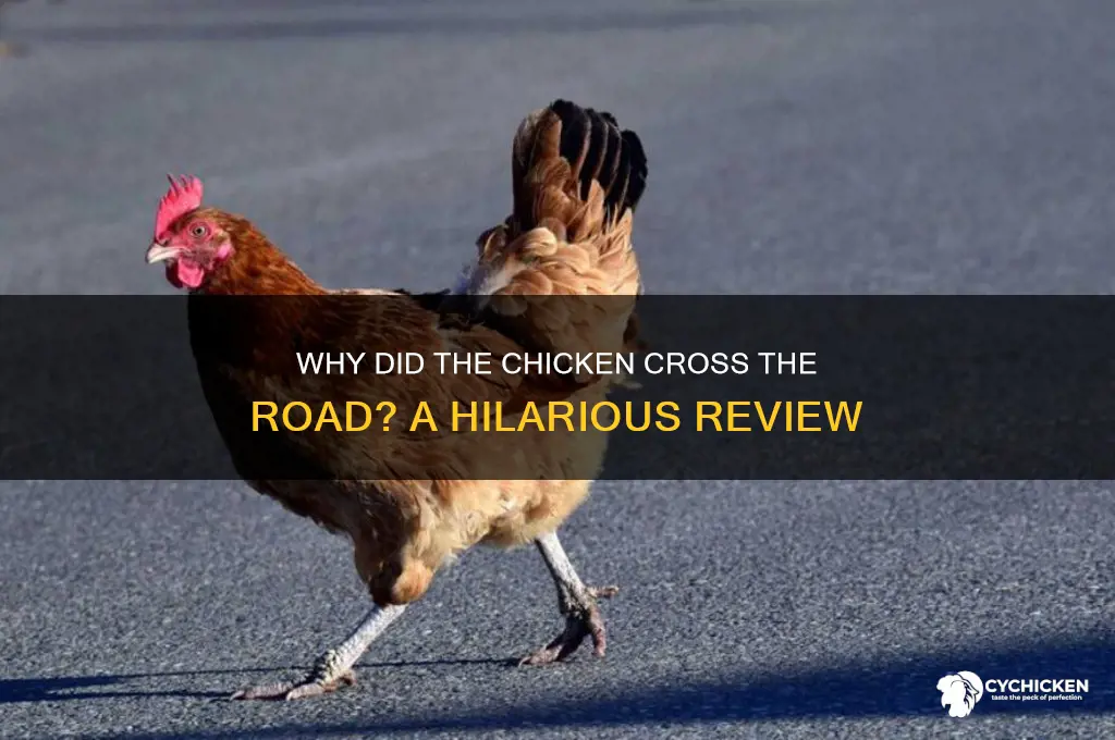 did the chicken cross the road review
