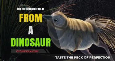 Did Chickens Evolve from Dinosaurs? Unraveling the Ancient Connection