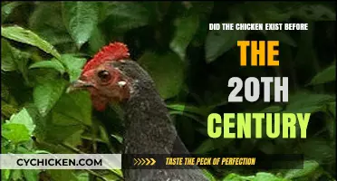 Clucking Through History: Did Chickens Roam Before the 20th Century?