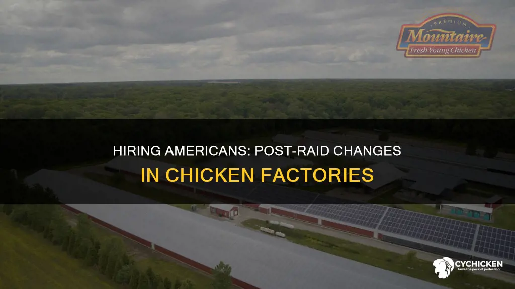 did the chicken factory hire americans after the raid