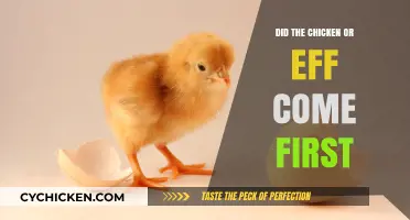 The Timeless Debate: Chicken or Egg – Which Came First?