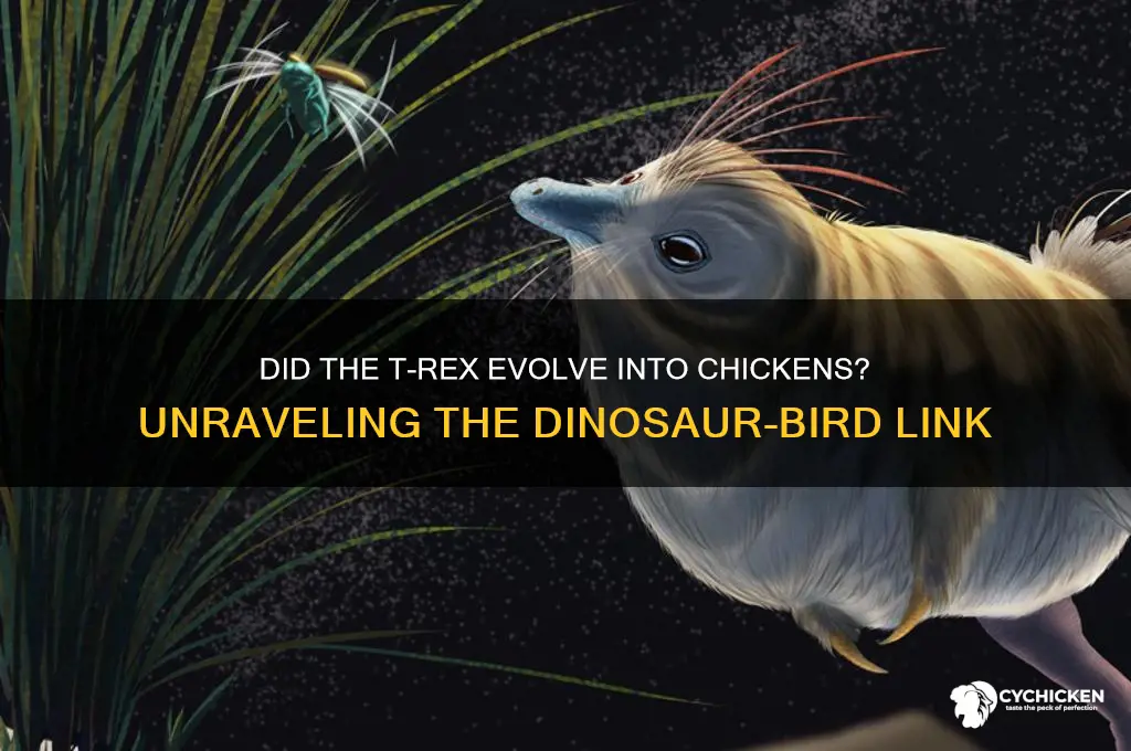 did the t rex evolved into a chicken