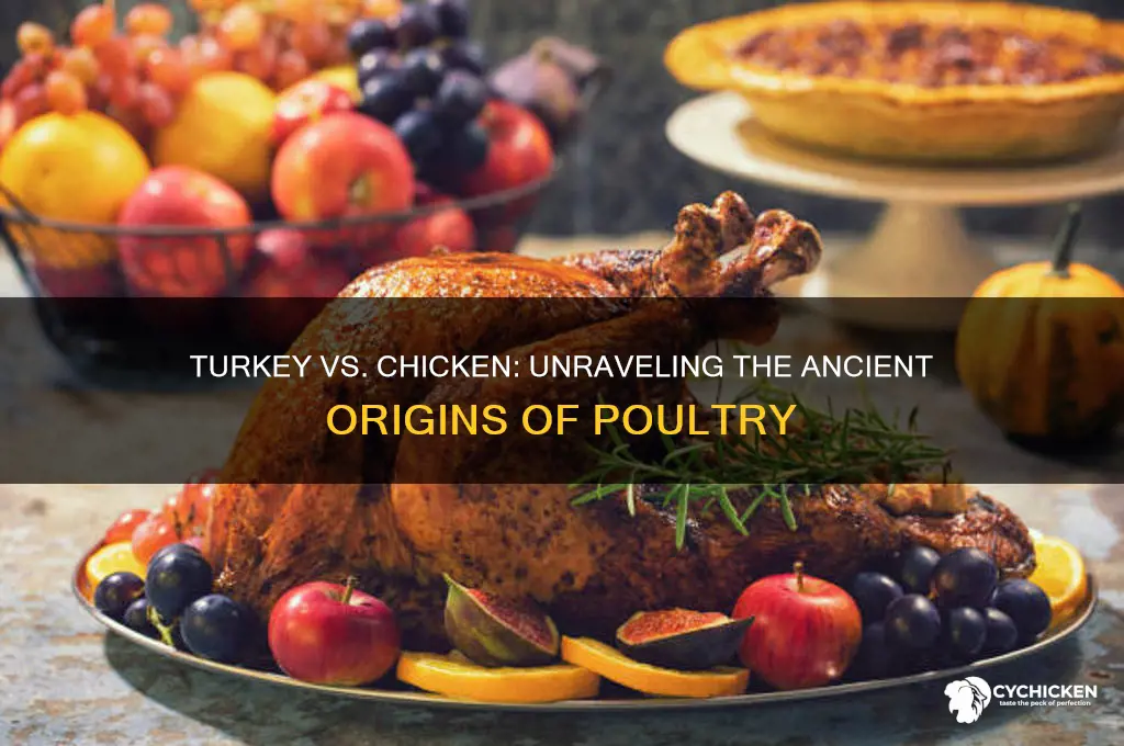 did the turkey or chicken come first