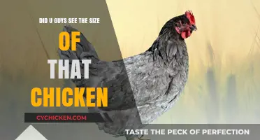 Gigantic Chicken: A Sight to Behold