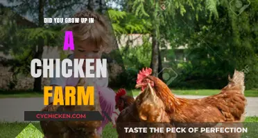 Growing Up on a Chicken Farm: My Unique Childhood Experience