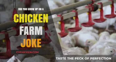 How I Respond to "Did You Grow Up on a Chicken Farm?